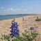 Lake Buchanan Bluebonnets