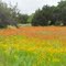 Beautiful Wildflowers