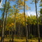 Trail to the Ponds 2