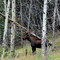 2007 - August 10th - 21:06Z - Moose!