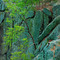 Pine growing in stone - Mather Gorge