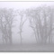 Foggy woods - 200710LJW