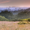 Sea Ranch Landscape