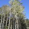 Trees above Sea Ridge house