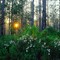 Pine flatwoods, Tiger Bay State Forest