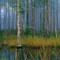 Cypress-pine flatwoods, Tiger Bay State Forest