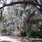 Spanish moss along trail