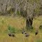 Gobbler flock near Lake Winona