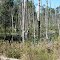 Marshy lake created by the beavers