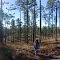 panoramic from atop unusual 252 foot high hill in the piney woods, Black Water River SF (1-2-2012)