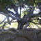Amazing Live Oak!