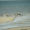 various Birds, Gulls,  Gulf of Mexico, Long Beach, MS