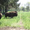 Buffaloes in Weldheer's Farm