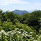 Summer Flowers At Woodin Valley Overlook: Blue Ridge Parkway