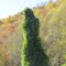An Armless Lady, of green ivy, found along highway between Cherokee and Maggie Valley, North Carolina