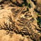 Desert Fractals, low altitude simulating high altitude
