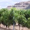 Bellanci Vineyard North