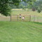 Swinging on Pasture gate