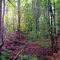 Maine Woods