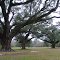 huge Live Oaks, Cuevas, Pass Christain Miss (12-26-2011)
