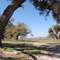 Oaks in Delisle MS