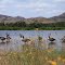 Canada geese