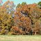 fall pics