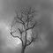 Tree By The River