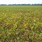 +SBR 73112 Soybeans
