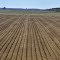 Rich fields of  Arkansas