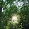 Sunlight through the woods (Rolling Hills Park)