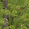 Cardinal in the Midst