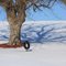 Winter Hanging