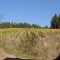 Helvetia Vineyards Pinot Noir, 1998