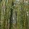 Moss-grown Snags, Forest Park, Portland, Oregon