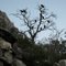 Turkey Vultures