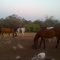 Horse rides @ Creekside Cabins