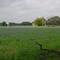 Hill country farmhouse and Bluebonnets