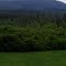 Chase Garden Mt Rainer