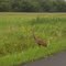 Sandhill Crane outside Yellowstone Lake State Park