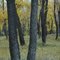 Cottonwoods along Kiowa Creek