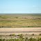 Grazing in the High Plains