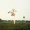 the flaming cypress, struck by lightning, Holiday, Florida (summer 1996)