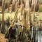 cypress swamp, Bear Creek, Fivay, Florida (1994)