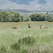 Bucks