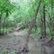 Fallen Tree