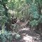Dark Woods
