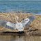 Great Blue Heron at Tiana Marshes