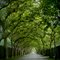 Tree Lined Lane