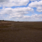 Cotton Marshes